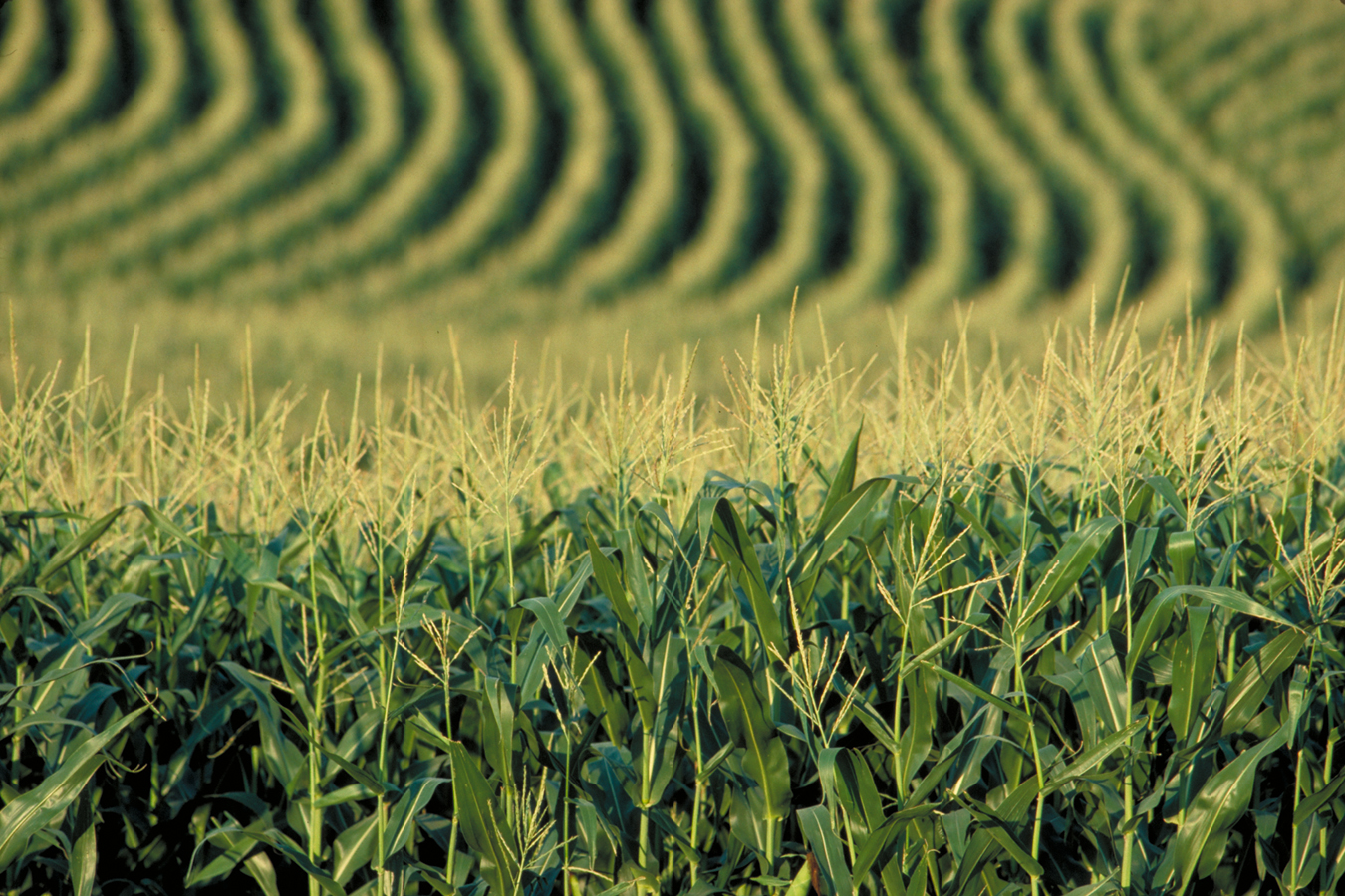 Picture Of Cornfield