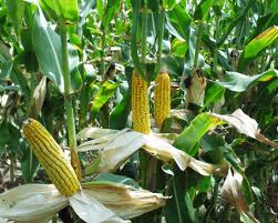 Adequate U.S. corn supply in 2013 expected to lower costs