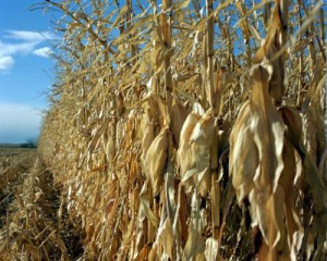 USDA predicts 2013 corn crop yields to be three times higher than 2012