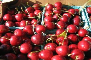 Michigan is the largest producer of tart cherries in the country; a key aspect of Michigan agriculture 