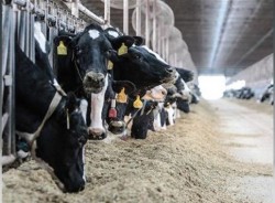 Dairy cows at the Fair Oaks Farm in Indiana eat in their open-air barn