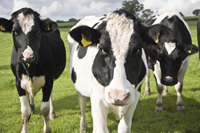Climate variables studied to determine impact on beef and dairy cattle