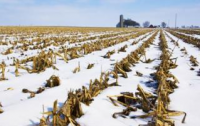 Colder than normal weather conditions affecting crop development