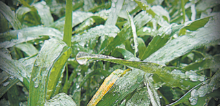 Freezing rain accompanied the cold in parts of the U.S., coating corn in ice