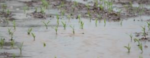 Soil erosion from spring rain could affect this year's corn crop