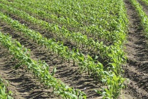 Rain in South Carolina is boosting corn crops, yet hampering others