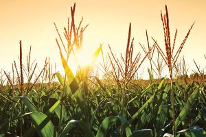 The USDA expects 2013 to produce a record corn crop following a slow start 