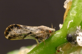 The psyllid pest causes citrus greening, a disease that kills orange tress