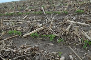 Soybeans in early June in a field near Clay Center, Nebraska