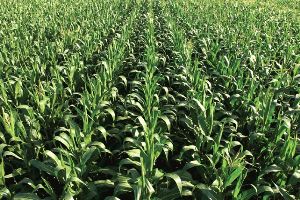 Young Indiana crops could be vulnerable to foliar diseases thanks to recent wet and humid weather conditons