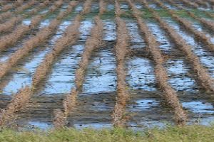 Significant losses and damages done to crops in 2013 have resulted in the designation of natural disaster areas in the state of Wisconsin