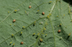 Soybean aphids on soybean leaf (image courtesy of www.soybeans.umn.edu)