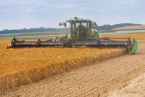 Kansas State University research shows an increase in mean temperatures could reduce wheat yields 