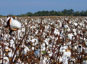 Weather across mid-south is contributing to near-record cotton yields