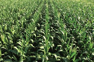Economists expect moderate national crop prices thanks to an abundant corn crop and average soybean yields
