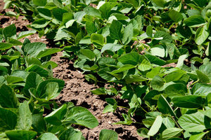 Soybean acreage in the U.S. will likely expand in 2014 thanks to corn's low prices