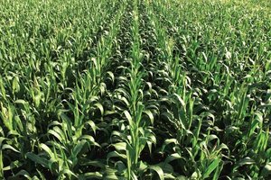 Planting cover crops has proven to be a popular and effective practice among today's farming population.