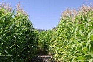 The Indiana corn crop is continuing to develop despite some damaging weather conditions across the state. 