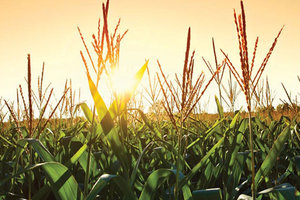 The USDA's Grain Stocks report backed up corn forecasts, but surprised with its soybean data. 
