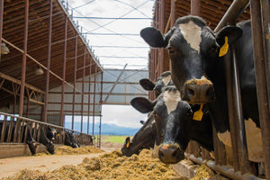The Dairy Revitalization Act will likely inrease the number of dairy farmers in Missouri, yielding tremendous benefits for the economy. 