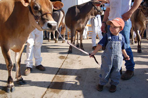 Children will have the opportunity to get up close and personal with dairy cattle at the 2015 Iowa State Fair. 