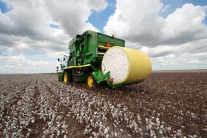 The cotton harvest in southeastern states like Alabama could be accelerated due to El Niño conditions. 