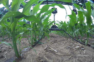 360 Y-DROP allows producers to apply nutrients to their crops with precision placement.