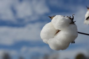 Georgia's high-quality cotton in 2017 is being attributed to newer varieties and technology. 
