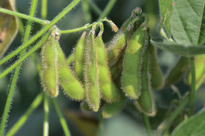 Sudden Death Syndrome symptoms can begin to show when soybeans are in mid- to late pod-filling stages. 