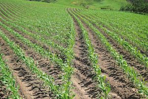 Despite challenges that may arise with cover crops, producers can see extreme success if these challenges are managed correctly. 
