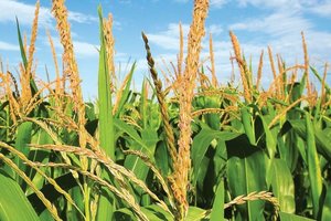 The warm and humid weather conditions in Missouri have likely expedited the emergence of southern rust in 2018.