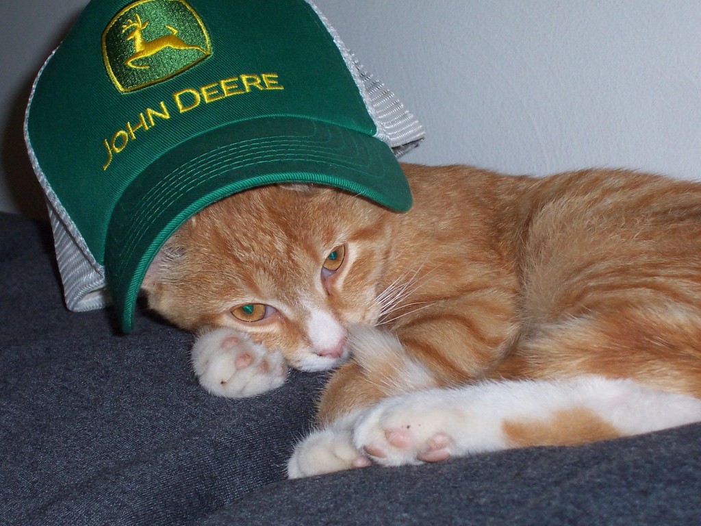 John Deere hat on a cat