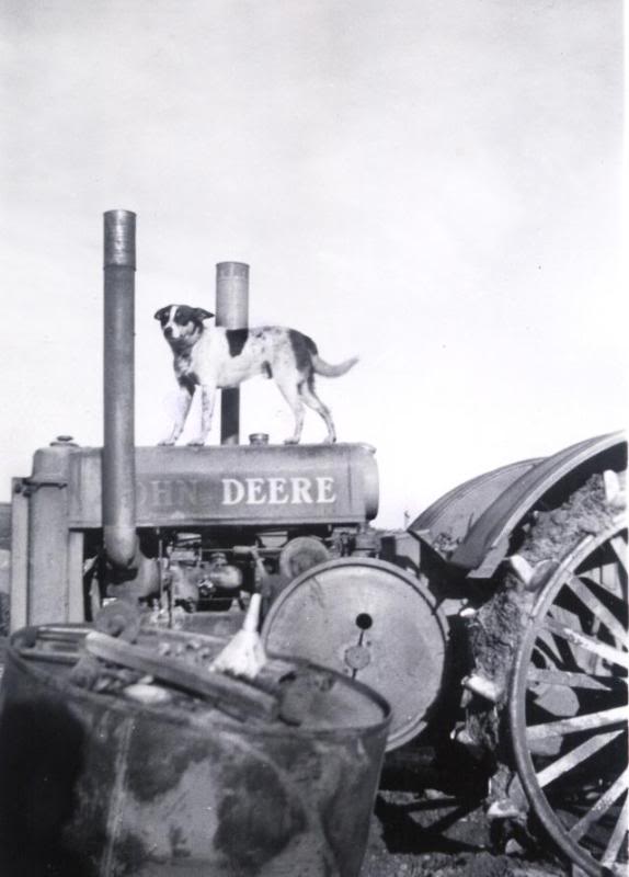 Dog on a John Deere tractor