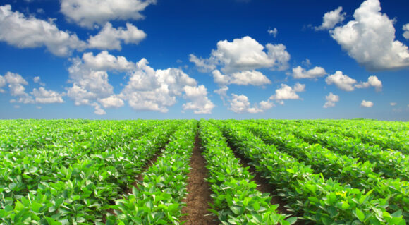 Row of Crops