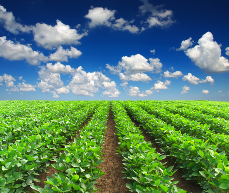 rows of crops