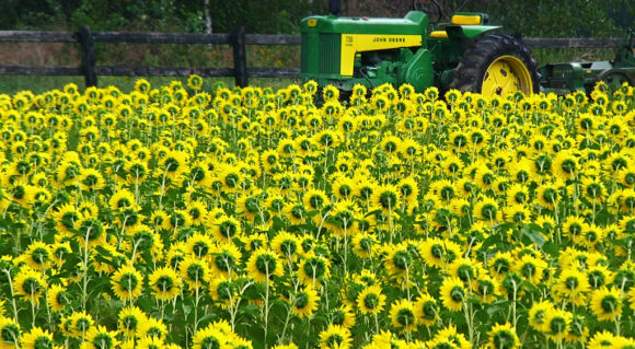John Deere Tractor in Flower Field