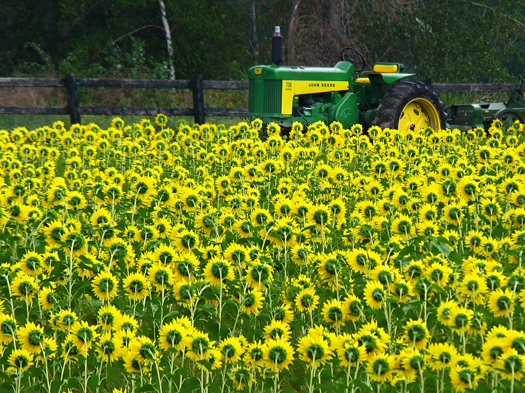 John Deere Tractor in Flower Field
