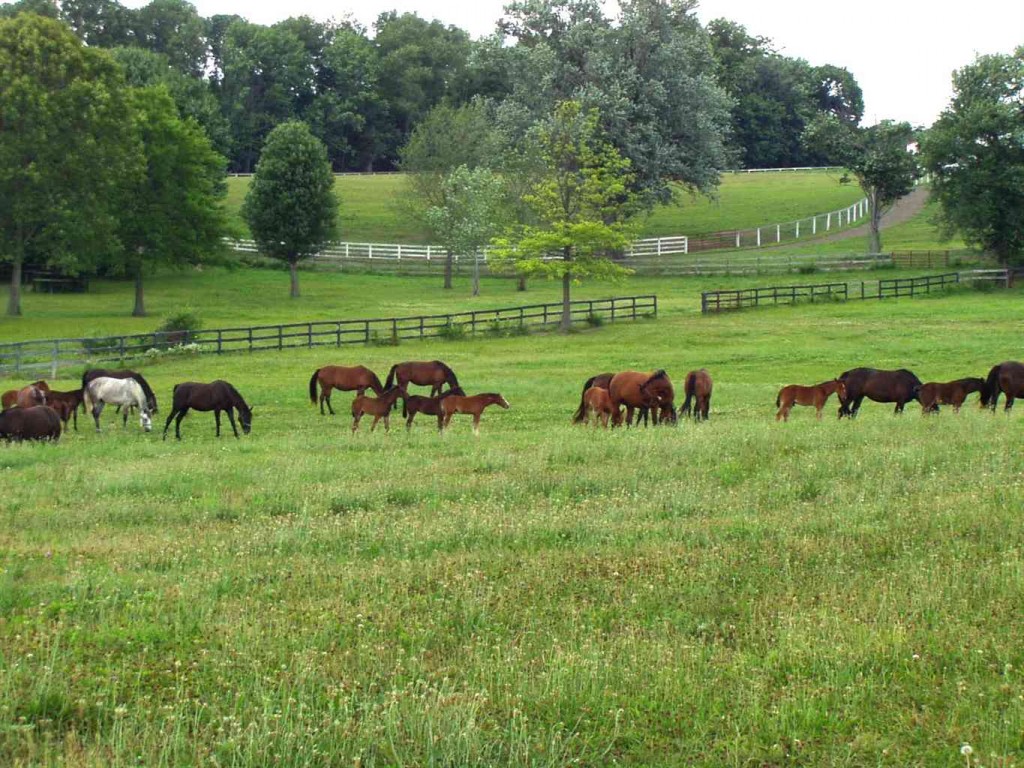 Agricultural Term - Land