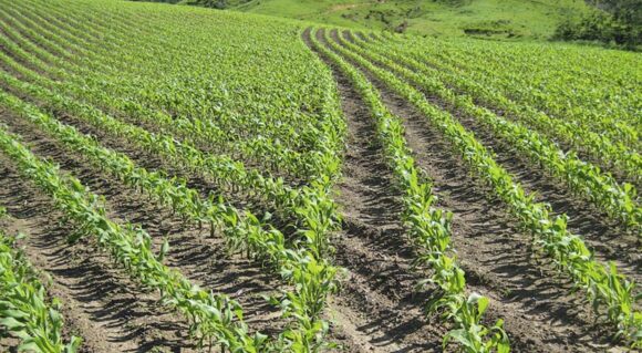 Field of corn beginning growth