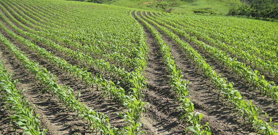 Field of corn beginning growth