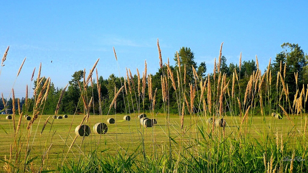 Farm photo with hay bales in a hay field