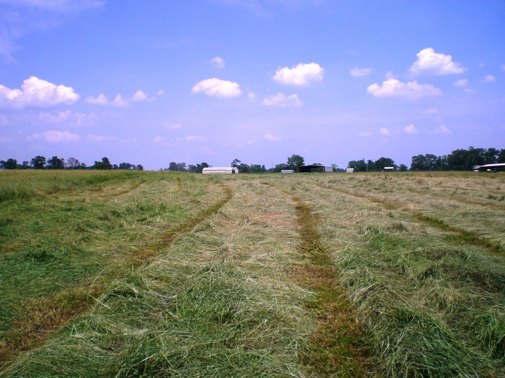 Farm photo of a harvested crop field
