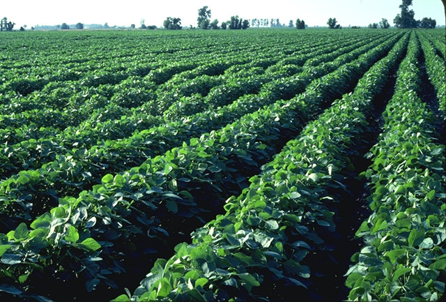 Farm picture of a field of soy 