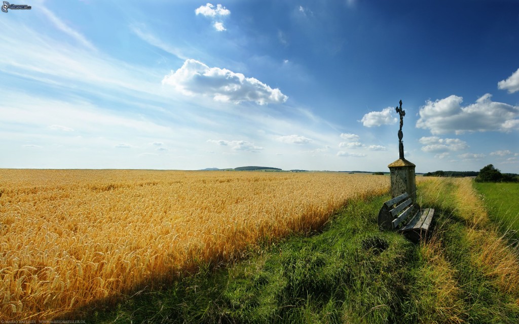 Farm picture of a hay crop field near bench