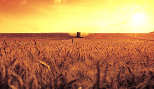 Harvest Sunset 