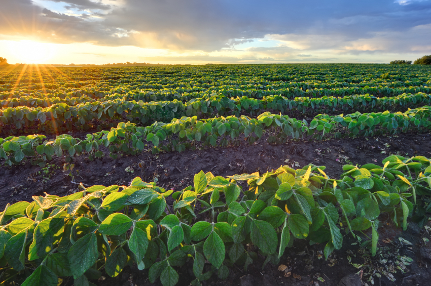 Field beans. Плантации сои Monsanto в Румынии. Сельскохозяйственные растения. Культурные растения поля. Соя поле.