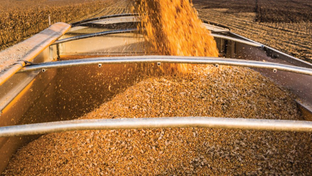 Corn in Truck