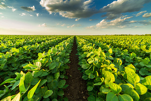 If soybeans are left in the field too long after they have reached maturity, they are more prone to shattering, which ultimately leads to increased crop loss.