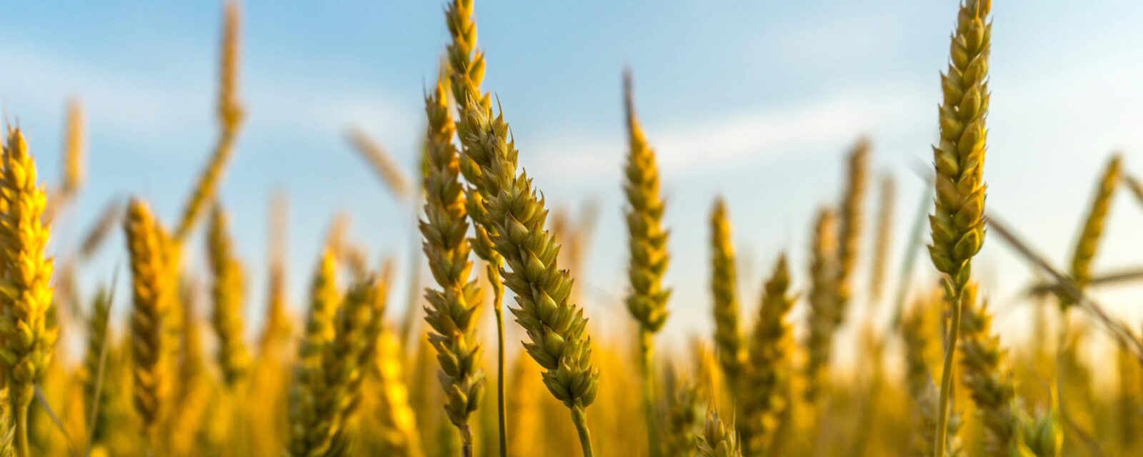 wheat on farm