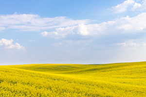 For producers who have concerns about the challenging winter conditions, Stamm has suggestions for checking whether canola crop defenses are holding up against the cold.